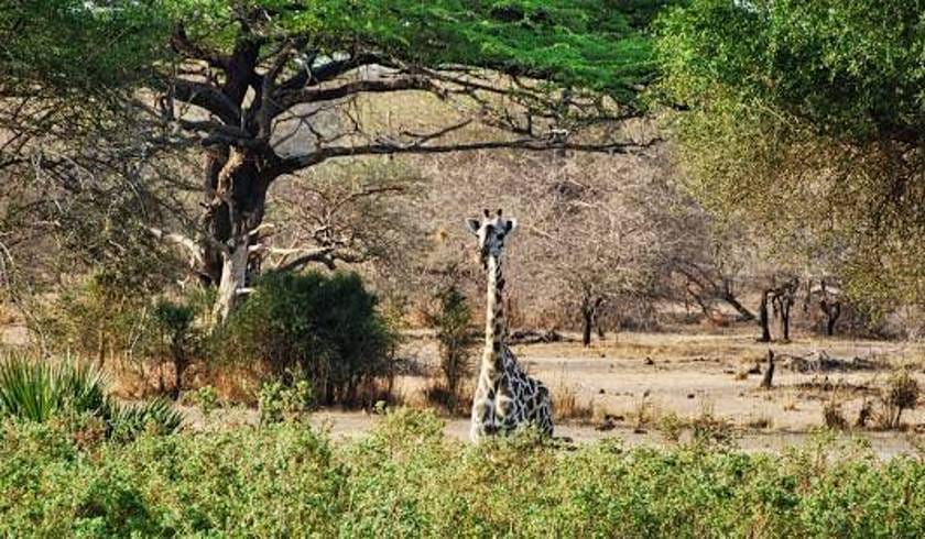 7 DAYS 6 NIGHTS TANZANIA SOUTHERN CIRCUIT AND ZANZIBAR BEACH HOLIDAY Nyerere National Park