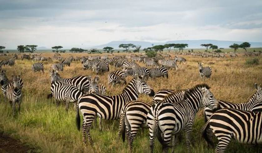6 DAYS 5 NIGHTS TANZANIA WILDLIFE UNFORGETTABLE EXPERIENCE