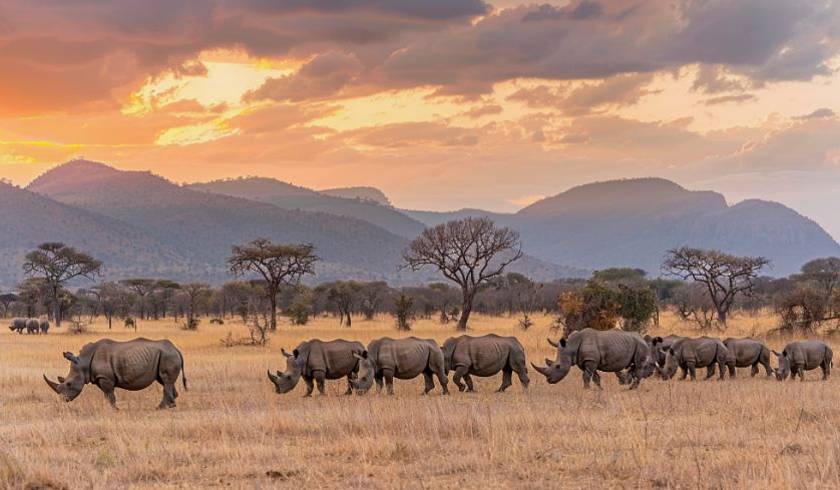 8 DAYS 7 NIGHTS SAFARI AND BEACH HOLIDAY EXPERIENCE